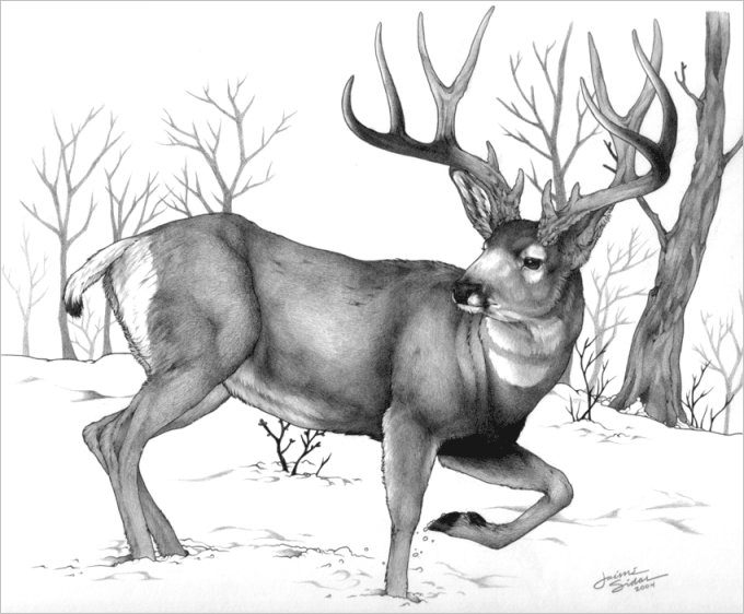 Deer Drawing Pencil Sketch Colorful Realistic Art Images Drawing