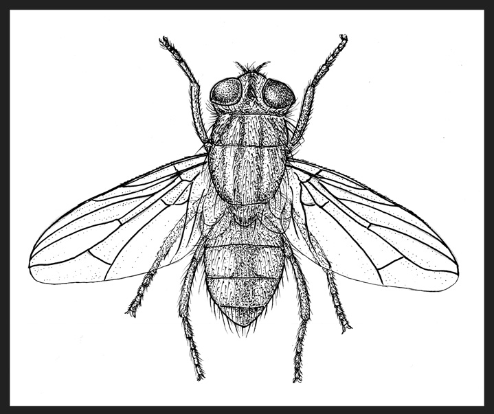 Fly Drawing, Pencil, Sketch, Colorful, Realistic Art Images Drawing Skill