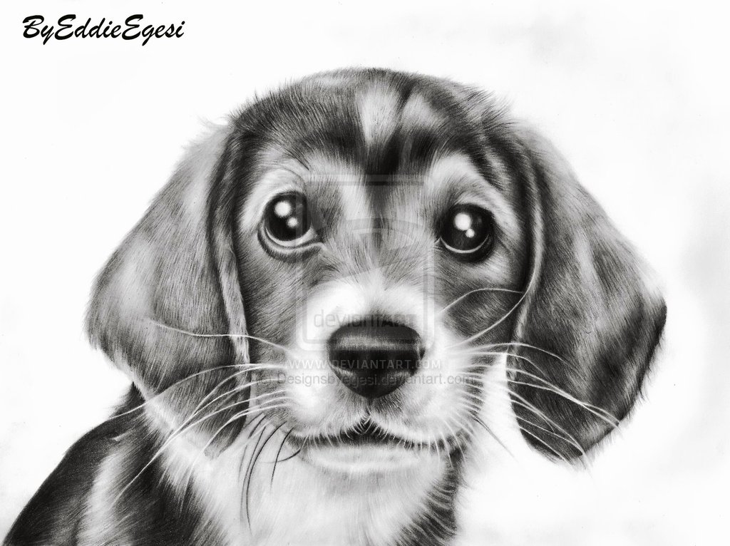 40 Cute Easy Animal Drawings Ideas