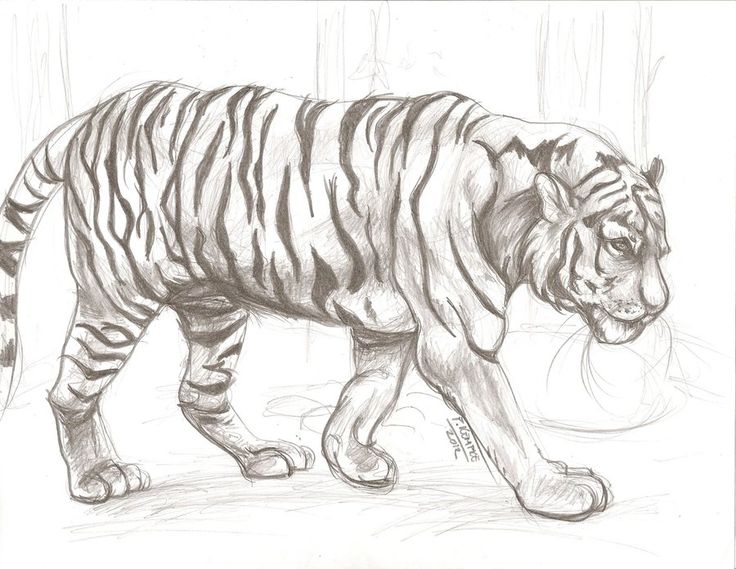 Animal Sketch