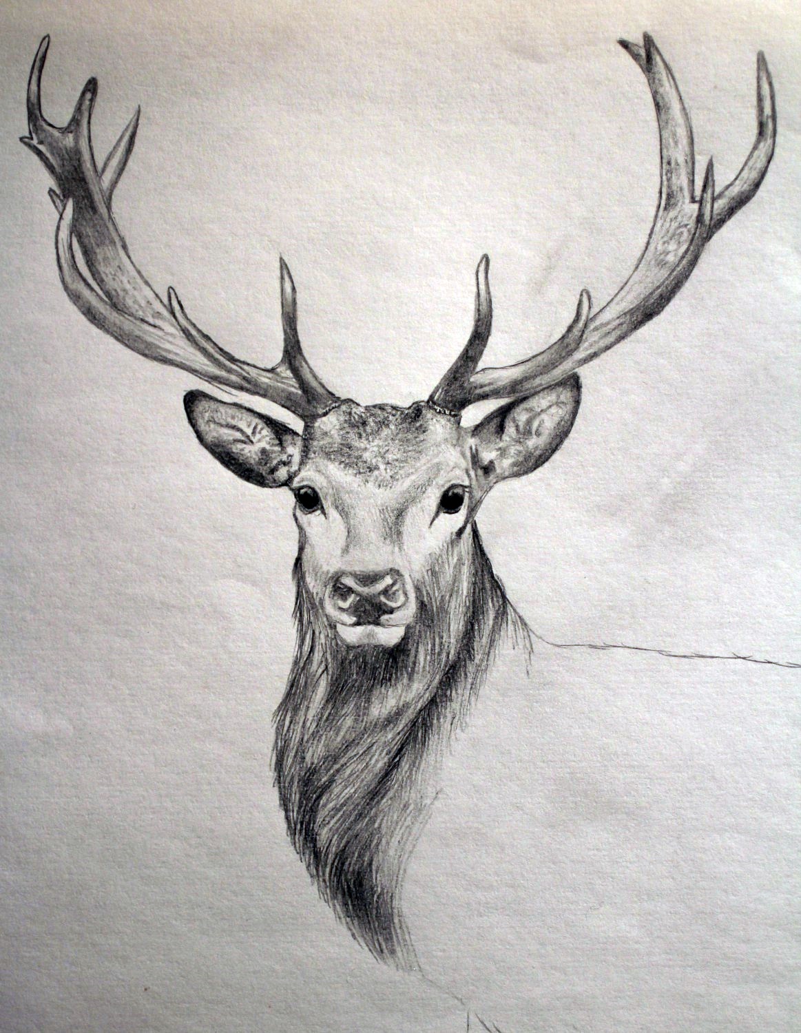 Sketch Of Grazing Deer Stock Illustration  Download Image Now  Animal  Animal Body Part Animal Head  iStock