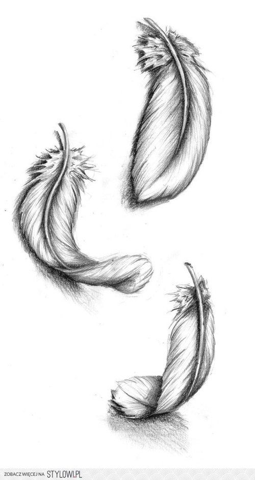 Pigeon feather sketch  Feather sketch Feather Drawings