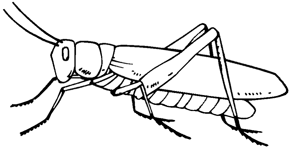 Grasshopper Sketch Vector Images over 300