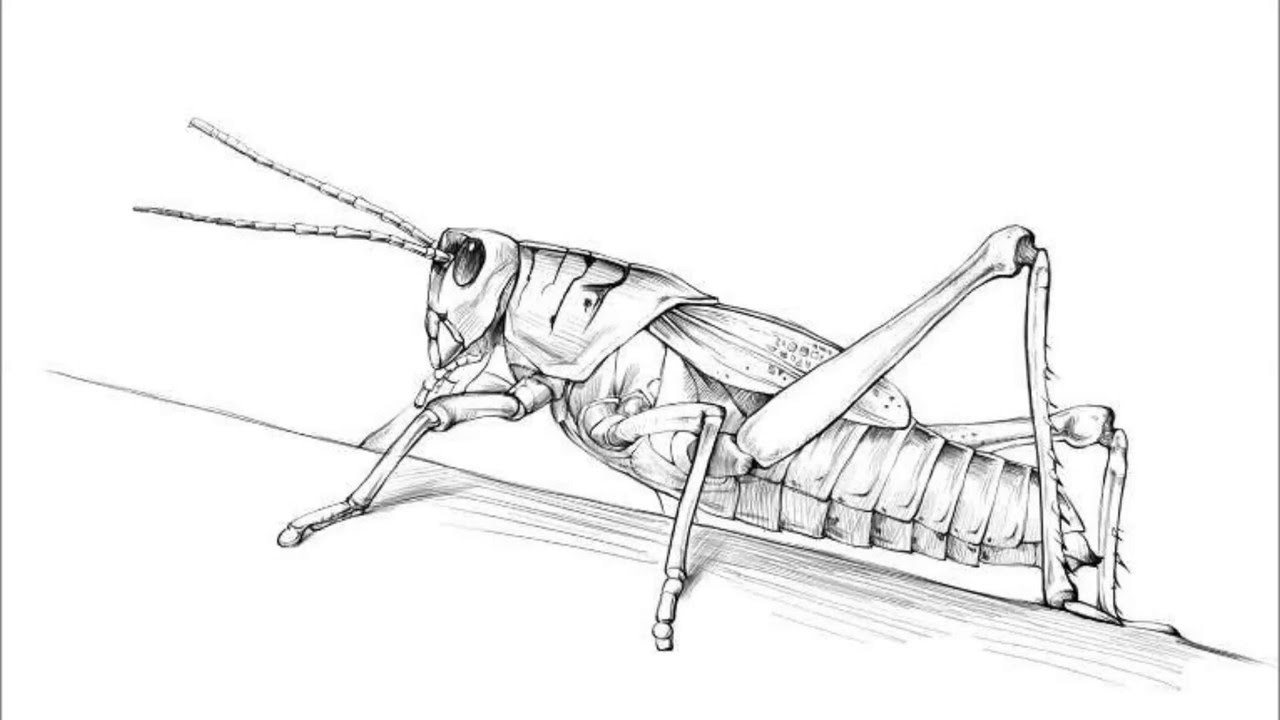 ArtStation - 2d Full Body Of A Grasshopper