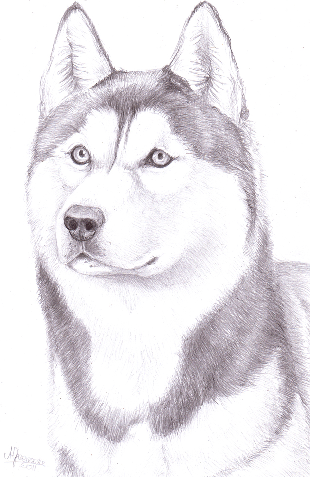 Husky Drawing, Pencil, Sketch, Colorful, Realistic Art Images | Drawing ...