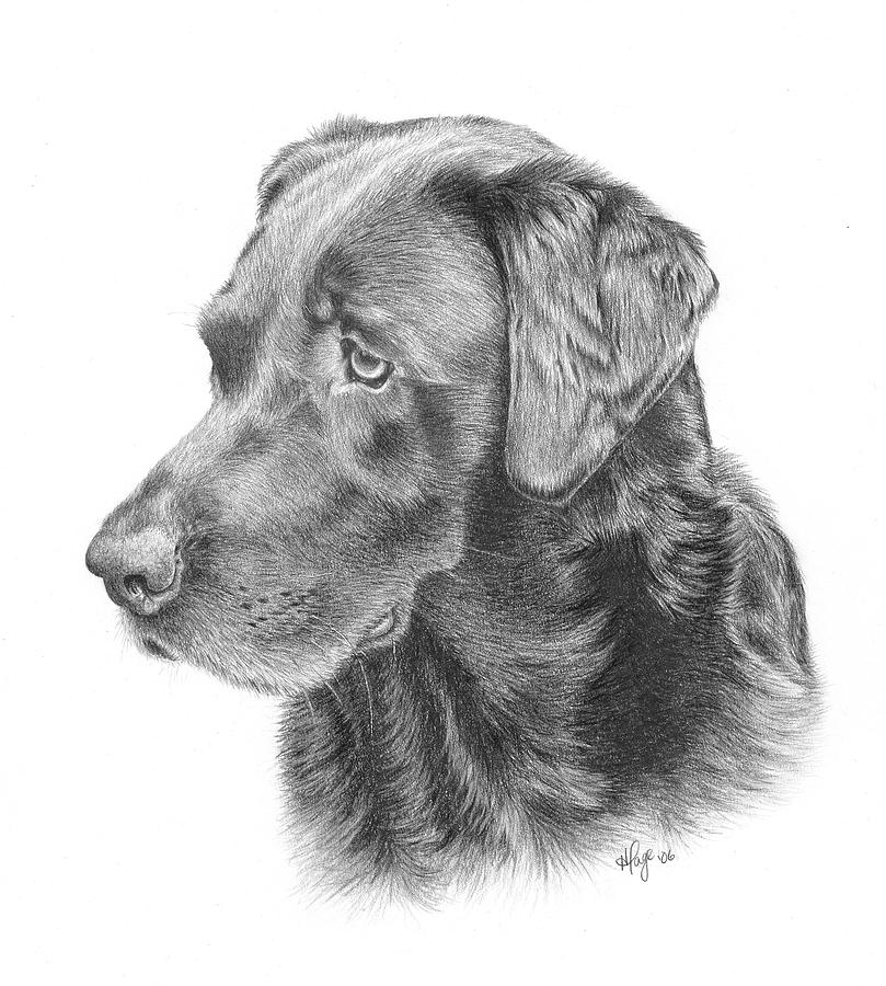 Labrador Retriever Sketch Drawing Skill