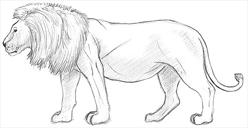 Lion High-Quality Drawing | Drawing Skill
