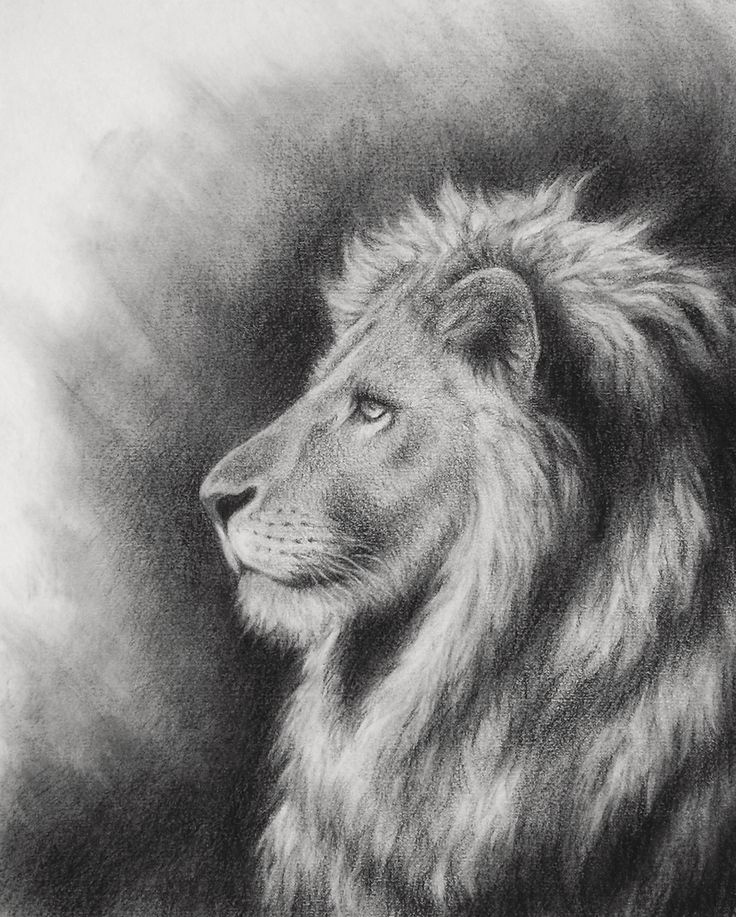How To Draw A Lion Face Step by Step Drawing Guide by Dawn  DragoArt