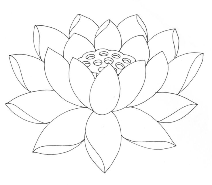 Lotus Flower Line Art With Transparent Background 23630175 PNG
