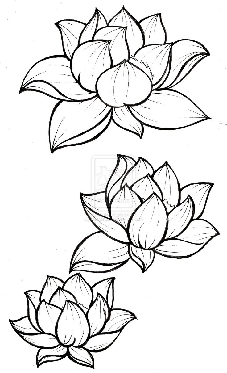 Lotus Flower Watercolor Drawing Stock Illustration 262733975 | Shutterstock