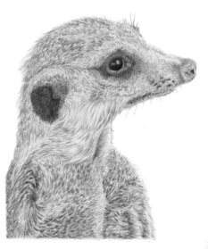 Meerkat Realistic Drawing - Drawing Skill