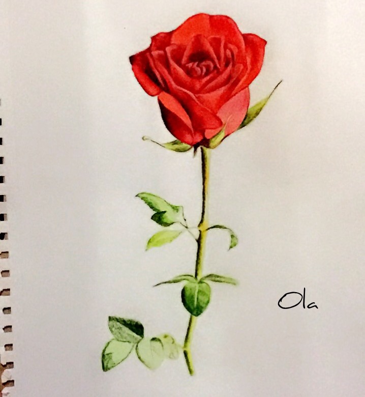 Hand drawn fresh red rose  premium image by rawpixelcom  How to draw  hands Red rose drawing Rose illustration