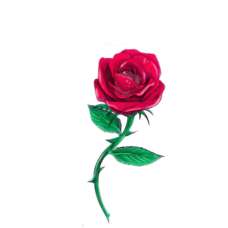 Sketch Red rose by Kimera910 on DeviantArt