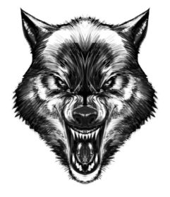 Werewolf Head Photo Drawing - Drawing Skill