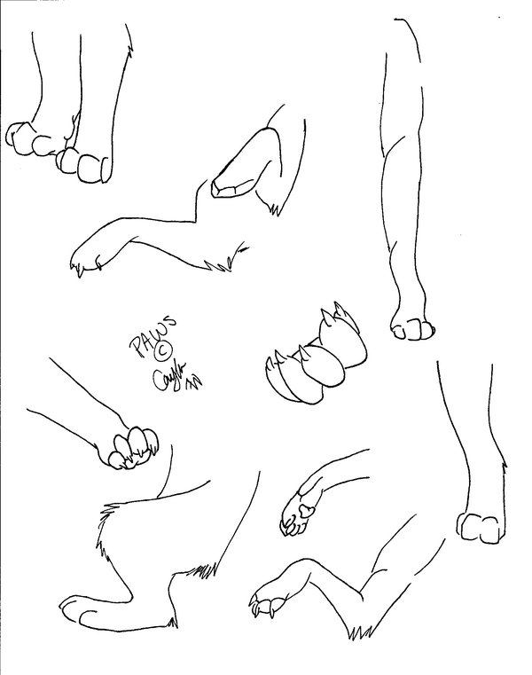 Paws Drawing, Pencil, Sketch, Colorful, Realistic Art Images | Drawing ...