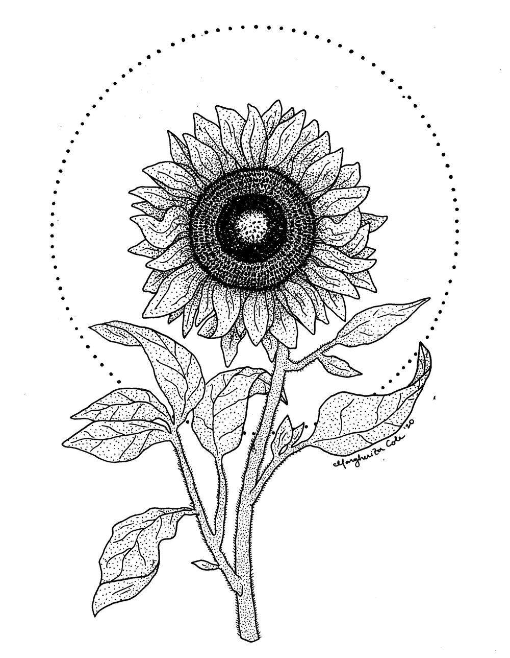 Sunflower Vectors & Illustrations for Free Download | Freepik