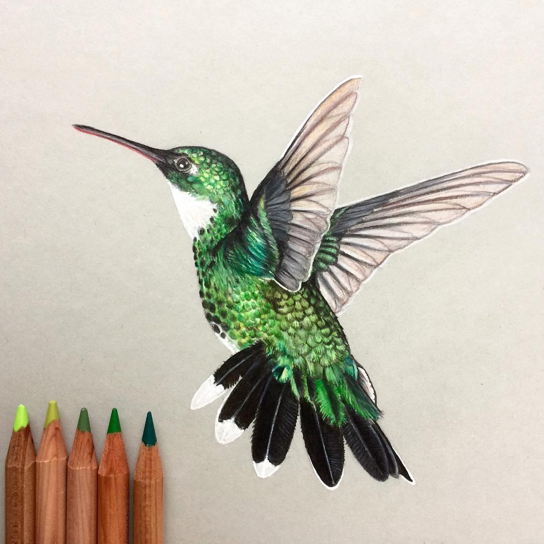 Hummingbird Drawing Skill