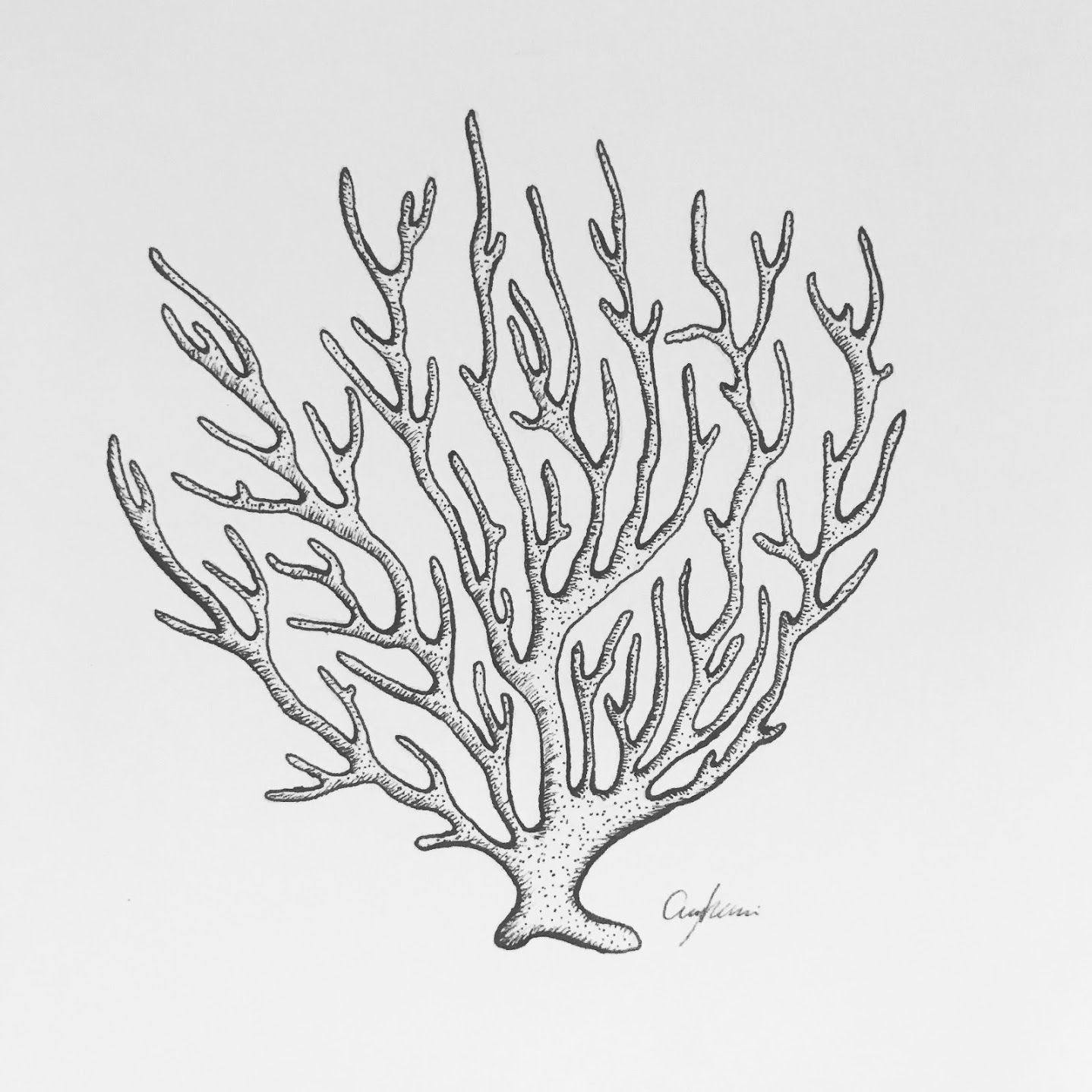 Coral Drawing Pic