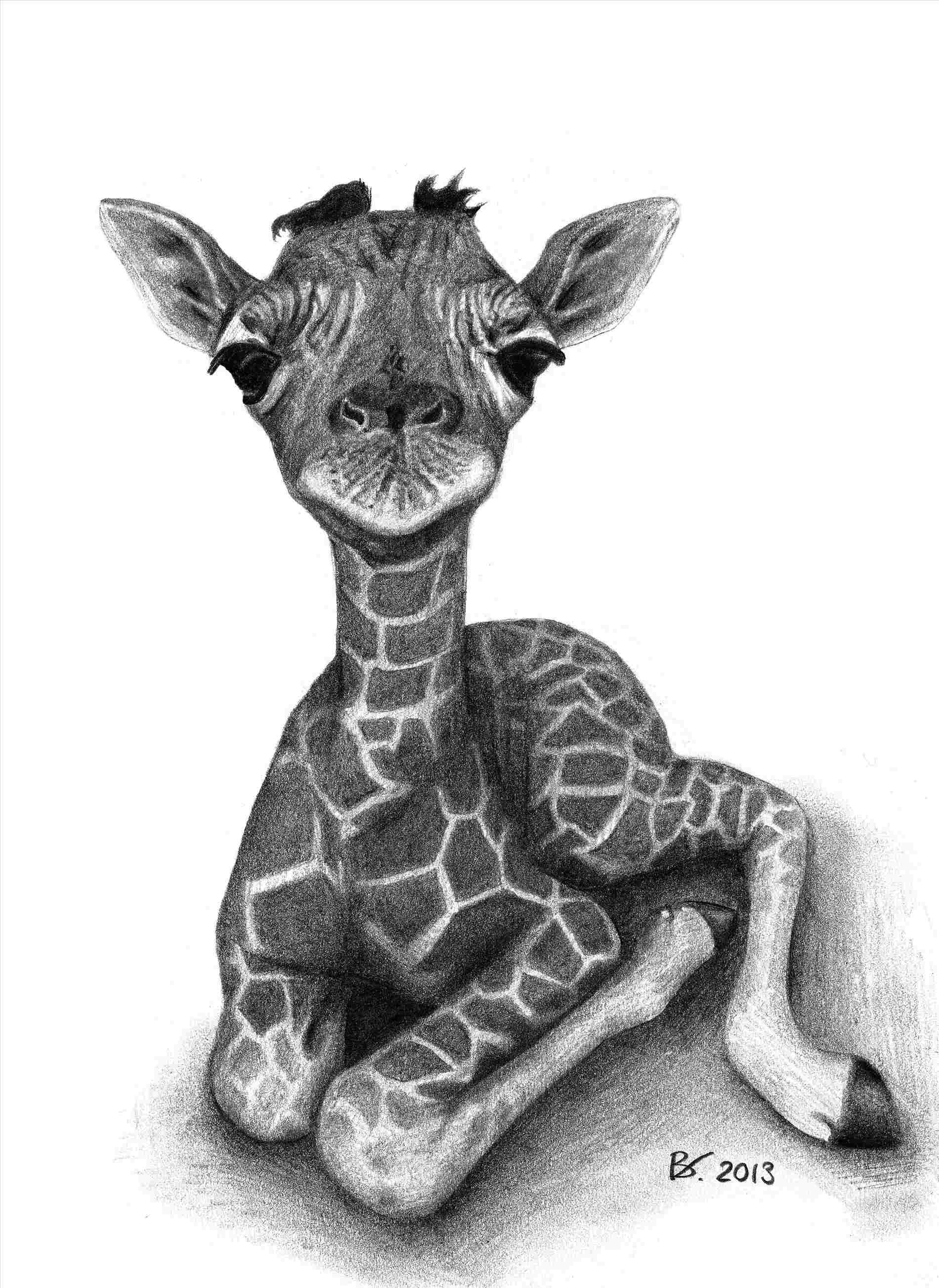 pencil drawings of baby animals