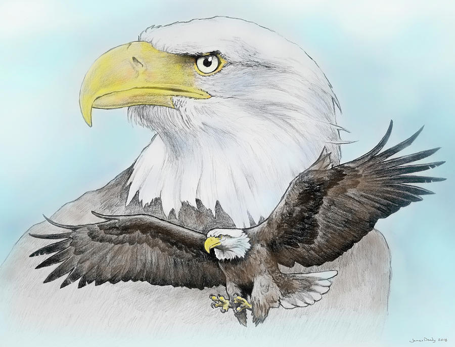 How to draw an eagle flying: Realistic, Head, Easy and Step By Step