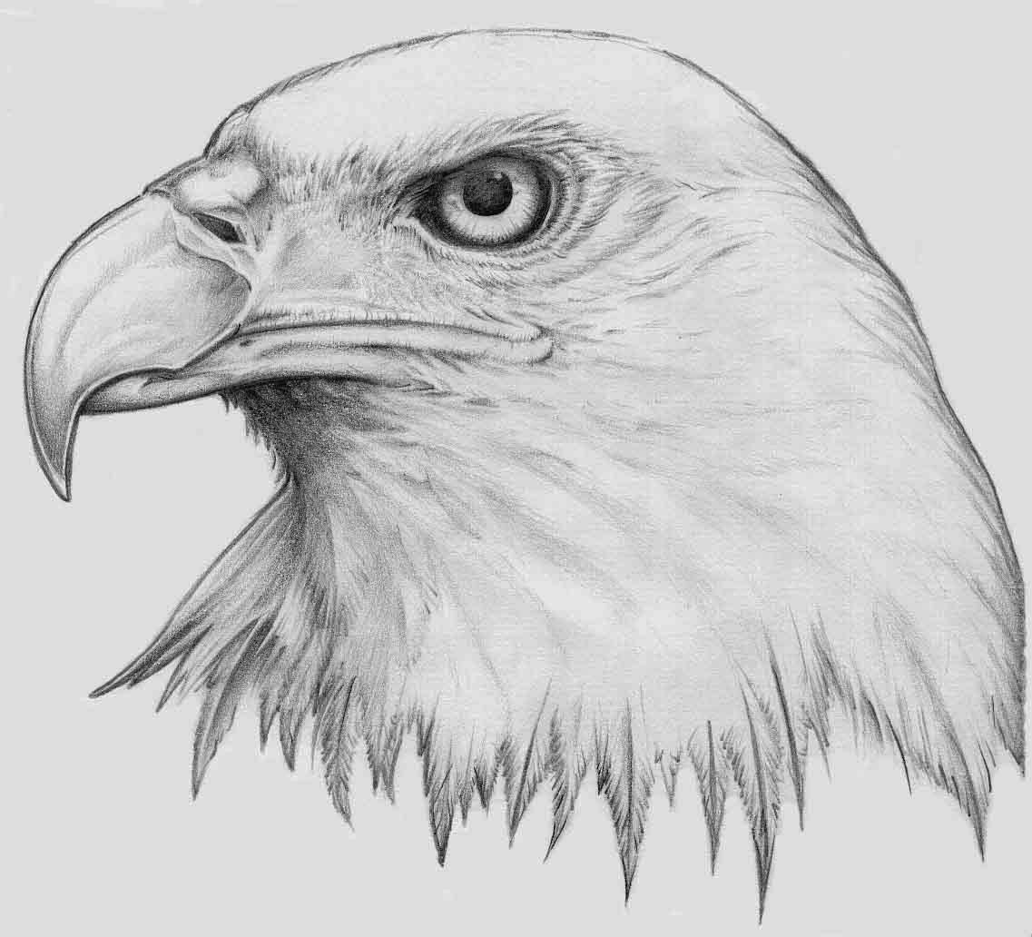 Eagle Head Drawing Images – Browse 56,154 Stock Photos, Vectors, and Video  | Adobe Stock