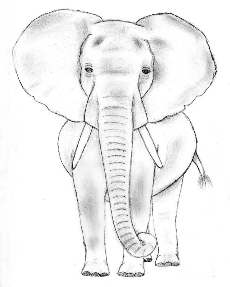 Elephant pencil art - art_creativo6 - Drawings & Illustration, Animals,  Birds, & Fish, Elephants - ArtPal