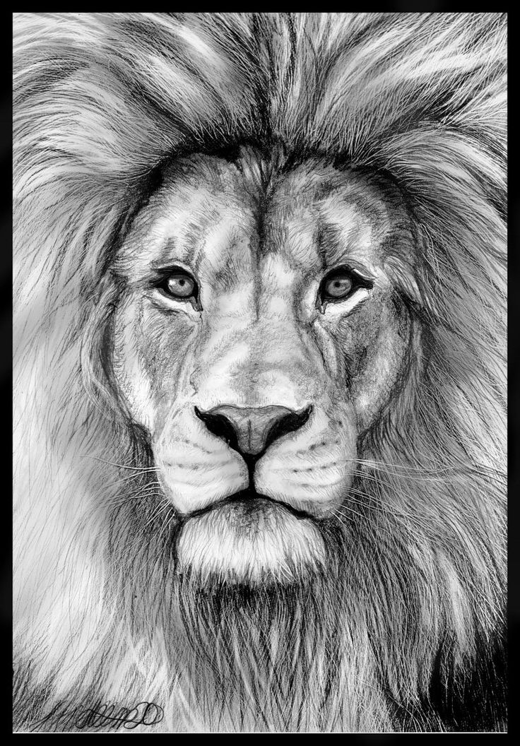 Lion Sketch Wild Vector & Photo (Free Trial) | Bigstock