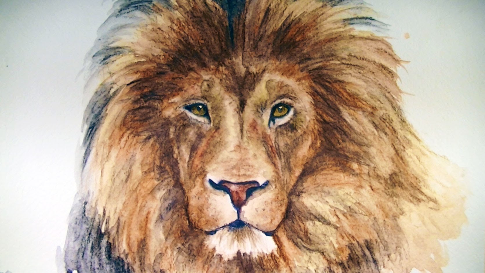 Lion Drawing png download - 800*505 - Free Transparent Lion png Download. -  CleanPNG / KissPNG