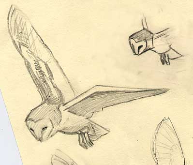 Barn Owl Art Drawing