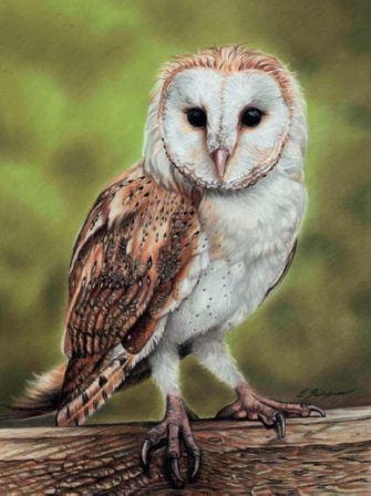 Barn Owl Best Drawing