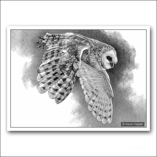 Barn Owl Drawing Art