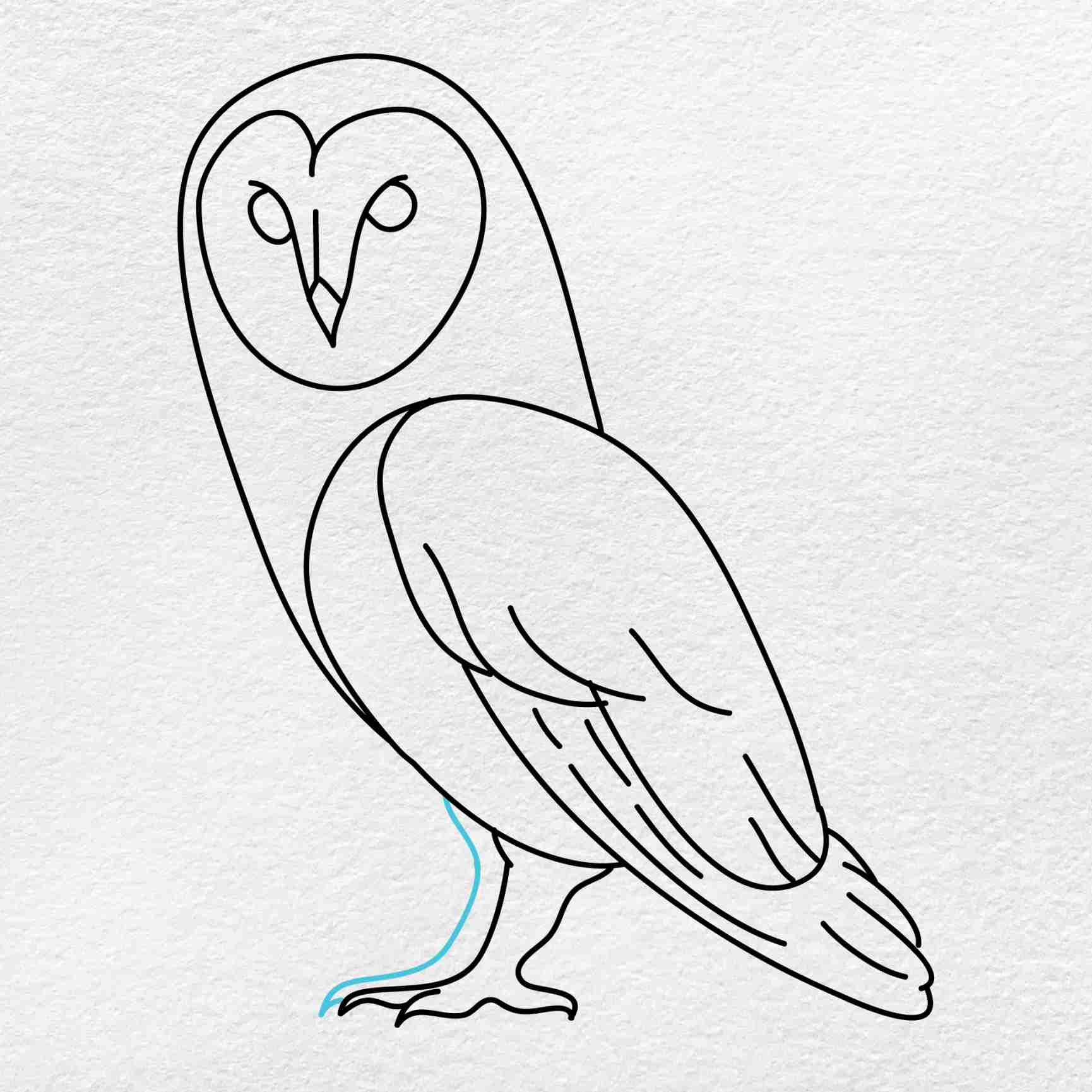 Barn Owl Drawing Beautiful Art