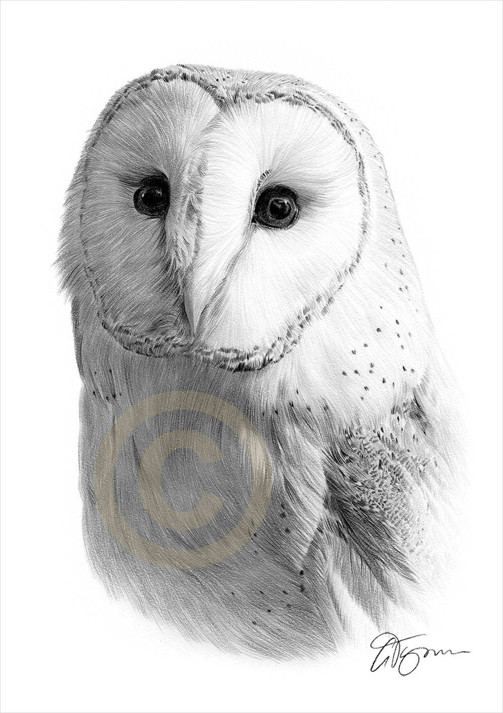 Barn Owl Drawing Beautiful Image