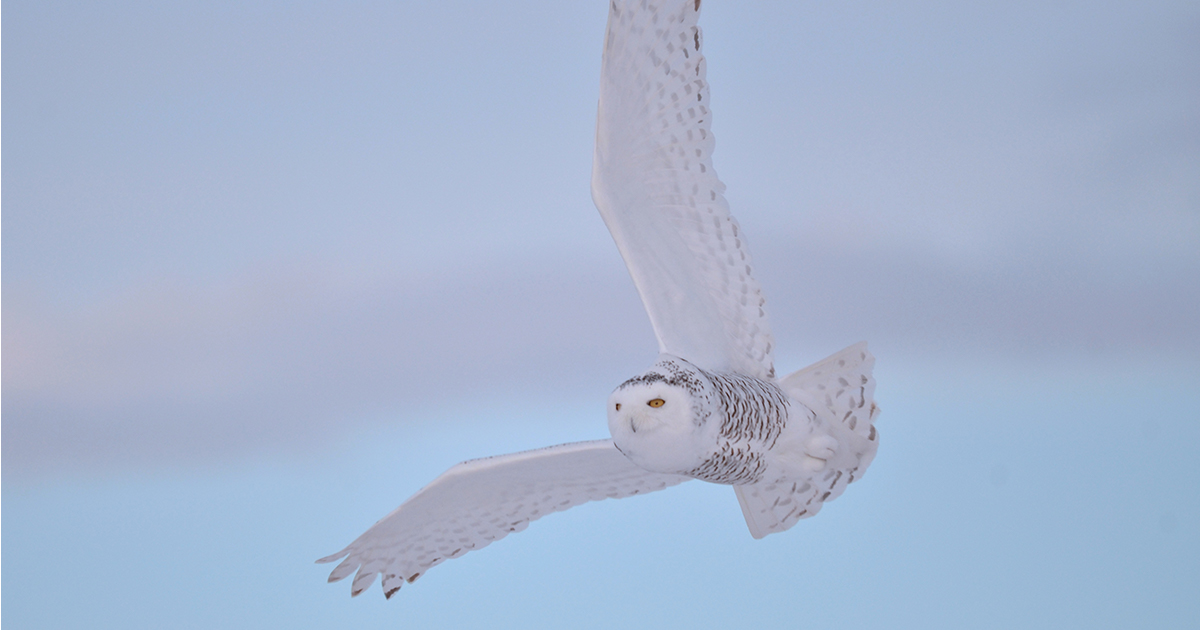 Barn Owl Drawing Creative Art