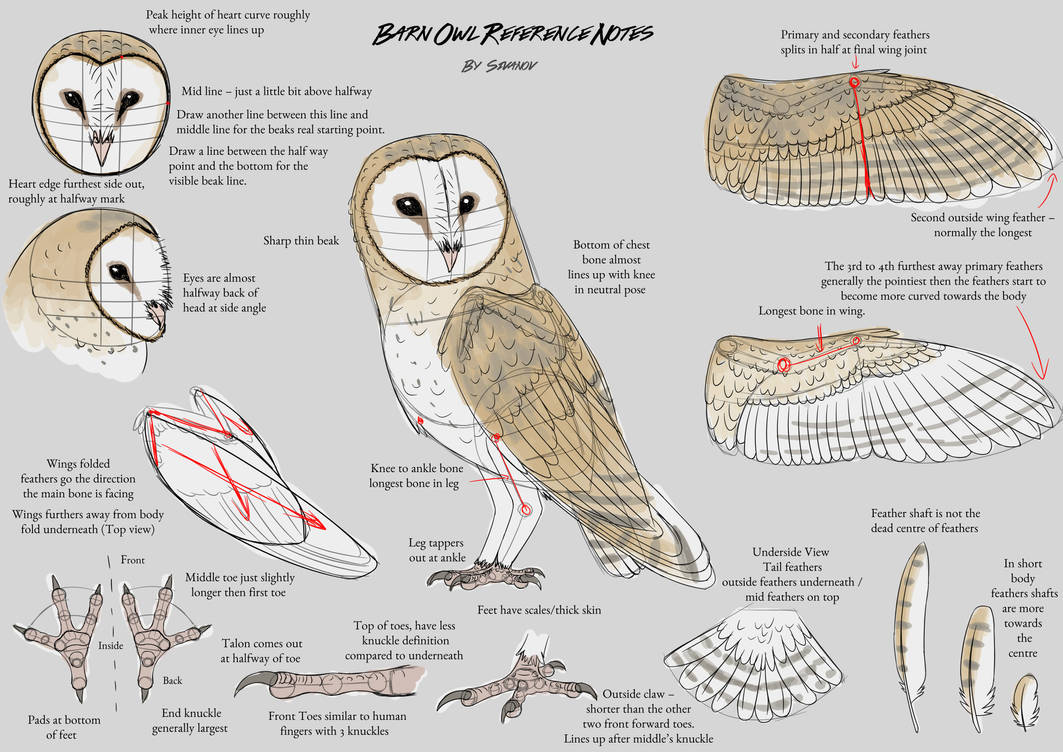 Barn Owl Drawing High-Quality