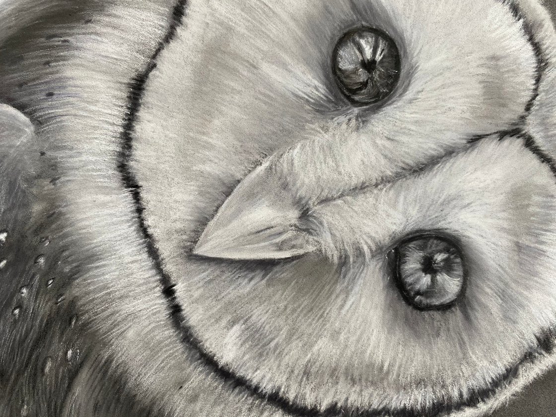 Barn Owl Drawing Image