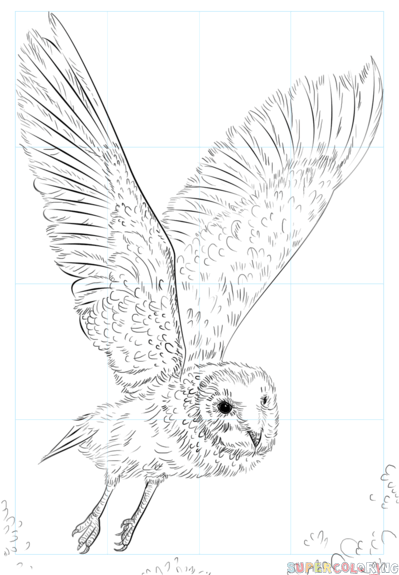 Barn Owl Drawing Images