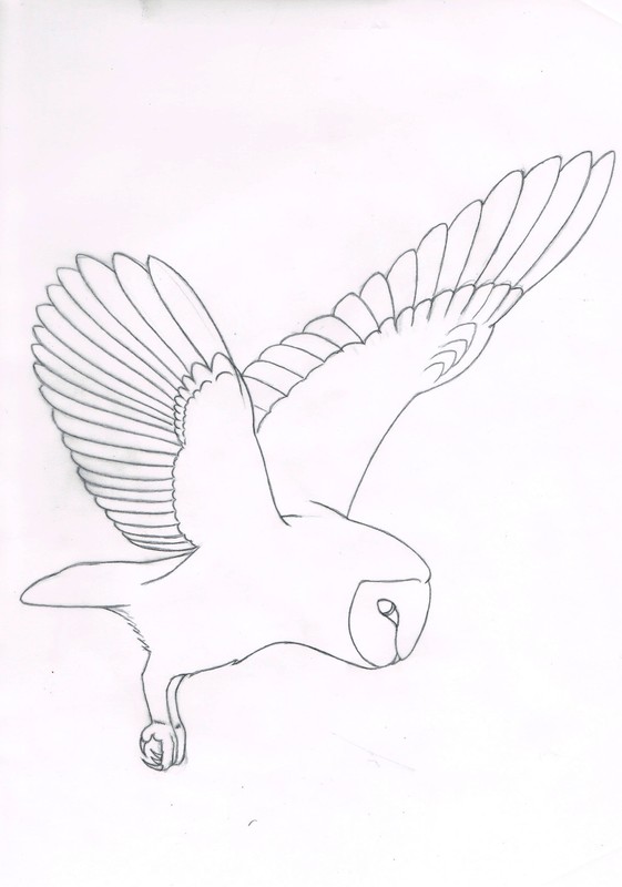 Barn Owl Drawing Photo