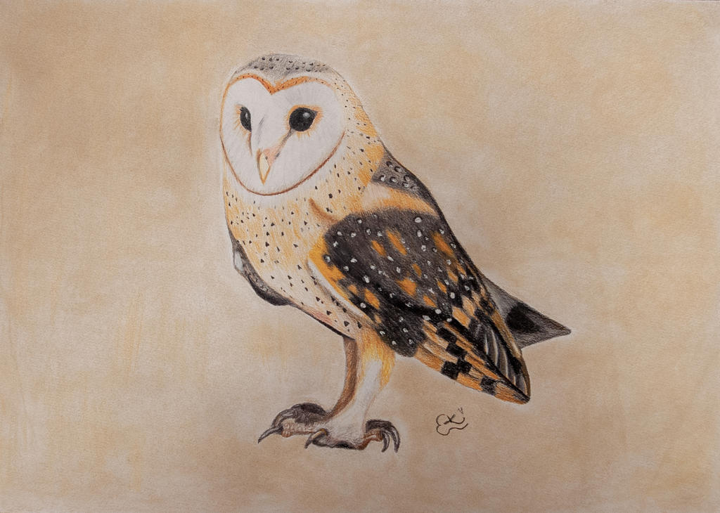 Barn Owl Drawing Pic