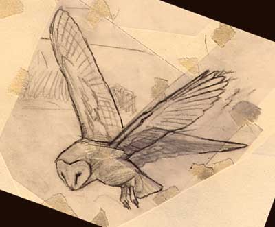 Barn Owl Drawing Pics