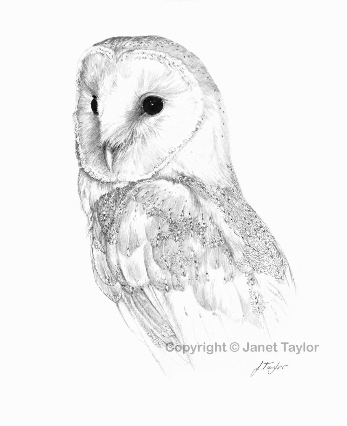 Barn Owl Drawing Picture