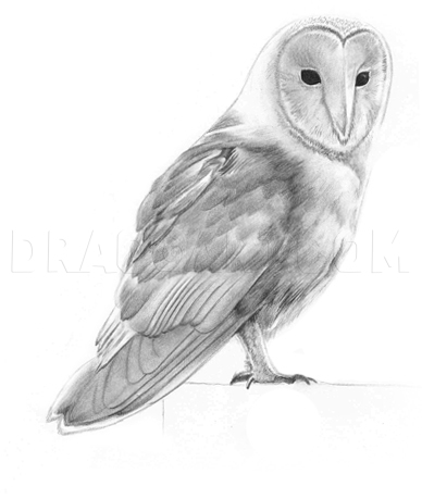 Barn Owl Drawing Pictures