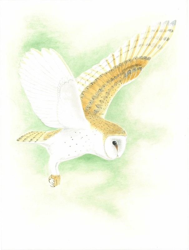 Barn Owl Drawing Realistic