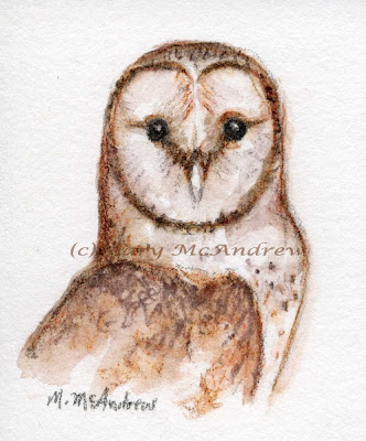 Barn Owl Drawing Sketch