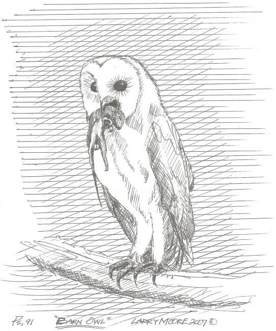 Barn Owl Drawing