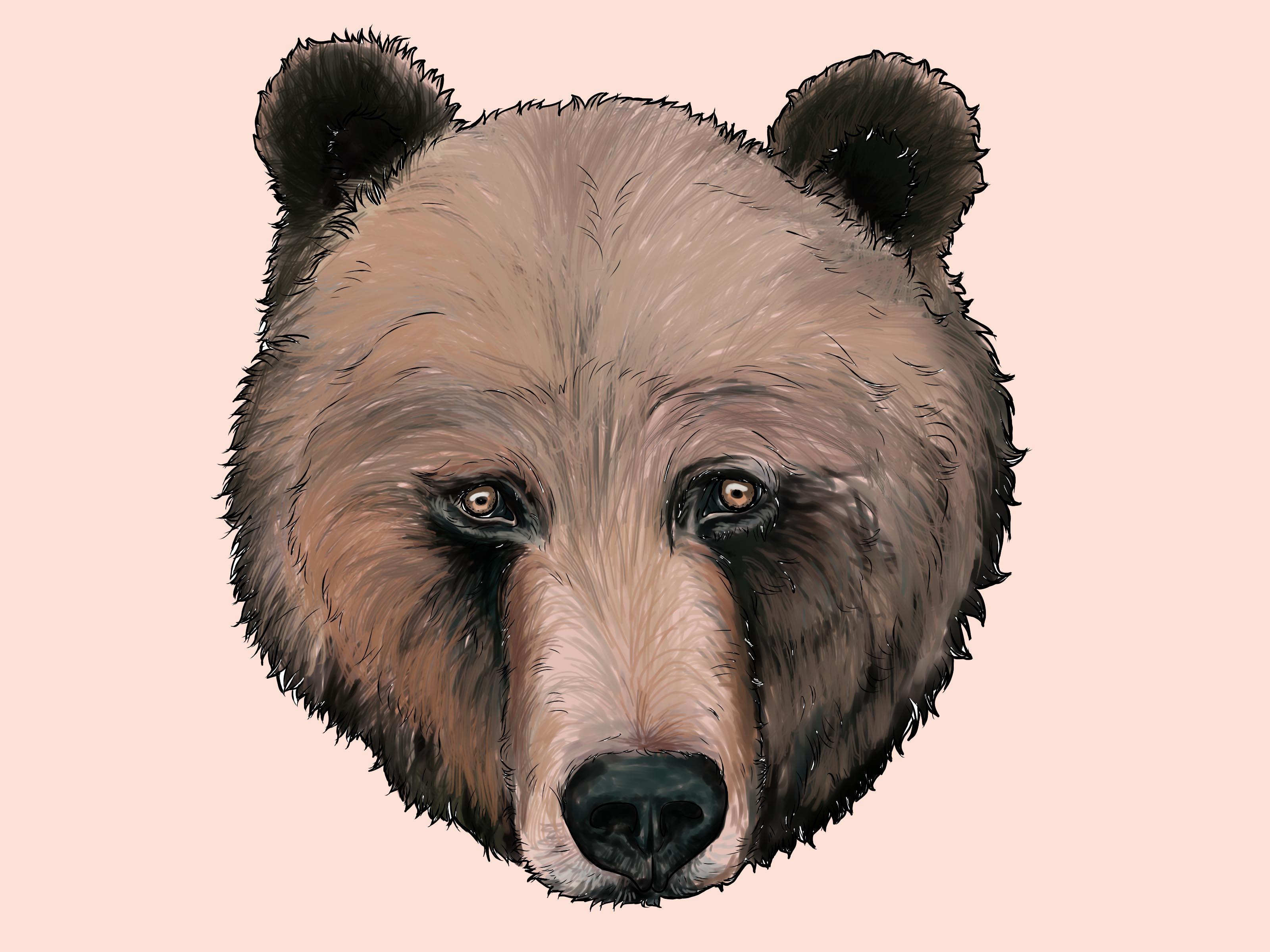 Bear Face Art Drawing