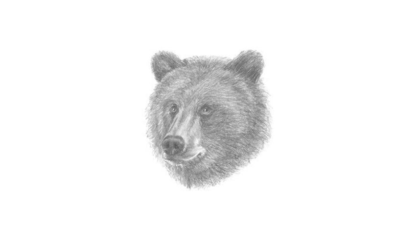 Bear Face Best Drawing