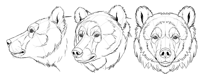 Bear Face Drawing Creative Art