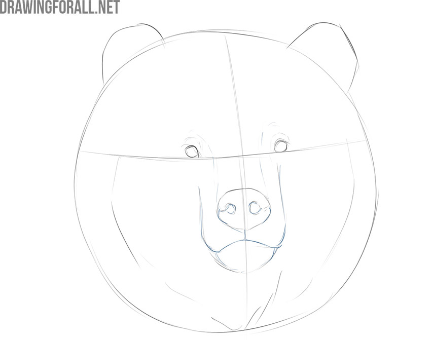 Bear Face Drawing Photo