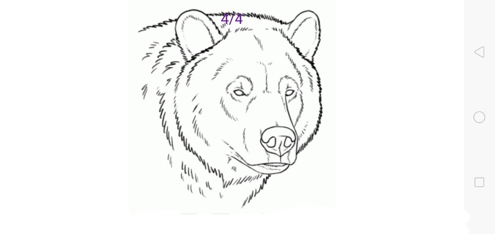 Bear Face Drawing Picture